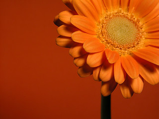 Image showing gerbera