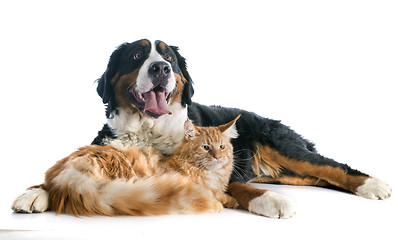 Image showing bernese moutain dog and cat