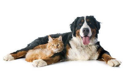 Image showing bernese moutain dog and cat