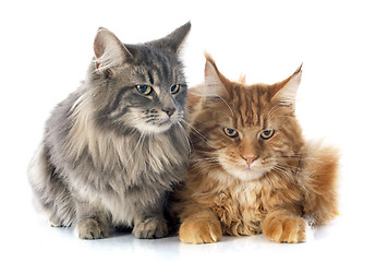 Image showing maine coon cats