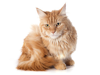 Image showing maine coon cat