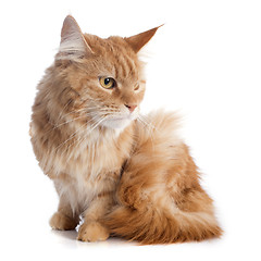 Image showing maine coon cat