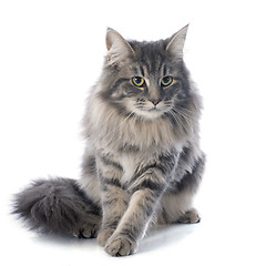 Image showing maine coon cat