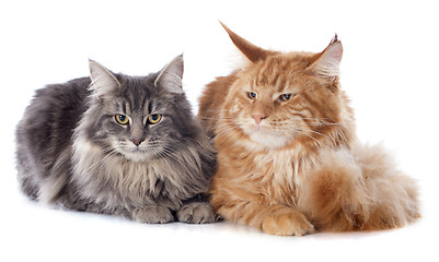 Image showing maine coon cats