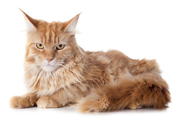 Image showing maine coon cat