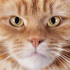 Image showing maine coon cat