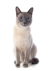 Image showing Siamese Cat