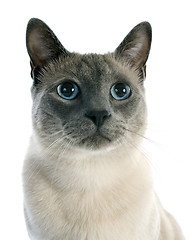 Image showing Siamese Cat