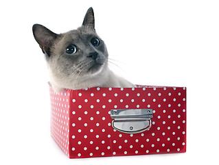 Image showing Siamese Cat in box