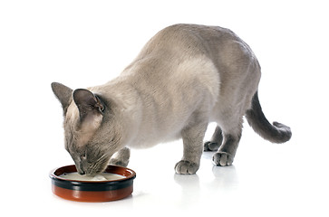 Image showing drinking Siamese Cat