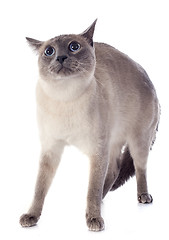 Image showing Siamese Cat