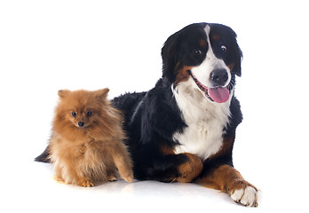 Image showing bernese moutain dog and spitz