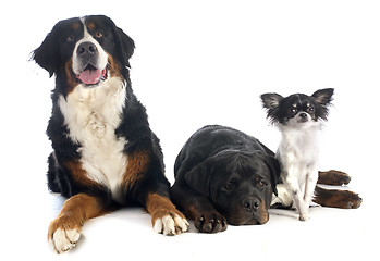 Image showing three dogs