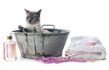 Image showing Siamese Cat in pond