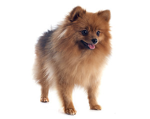 Image showing pomeranian spitz