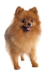 Image showing pomeranian spitz