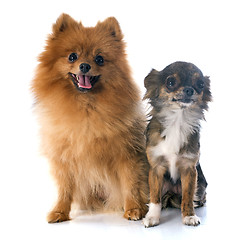 Image showing pomeranian spitz and chihuahua