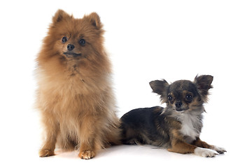 Image showing pomeranian spitz and chihuahua