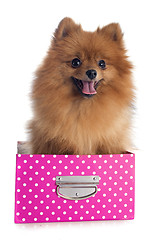 Image showing pomeranian spitz