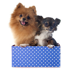 Image showing pomeranian spitz and chihuahua