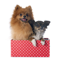 Image showing pomeranian spitz and chihuahua