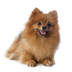 Image showing pomeranian spitz