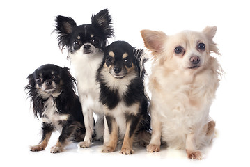 Image showing four chihuahuas