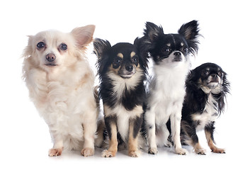 Image showing four chihuahuas