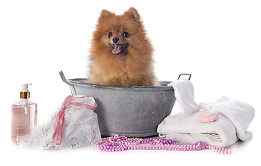 Image showing washing spitz