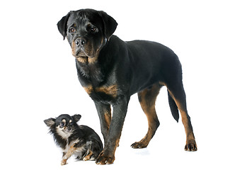 Image showing young rottweiler and chihuahua