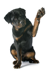 Image showing young rottweiler