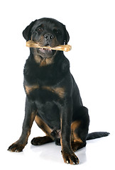 Image showing young rottweiler and bone