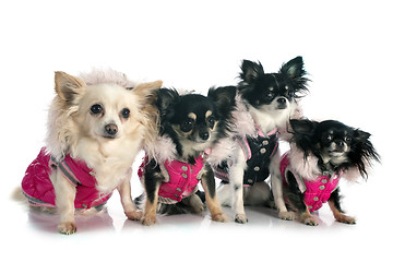 Image showing dressed chihuahuas