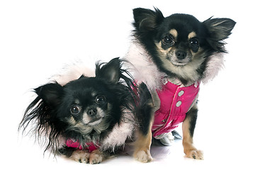 Image showing dressed chihuahuas