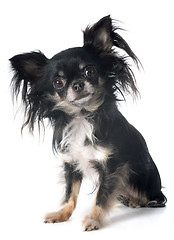 Image showing chihuahua