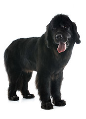 Image showing newfoundland dog