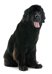 Image showing newfoundland dog