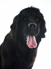 Image showing newfoundland dog