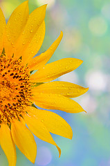 Image showing sunflower