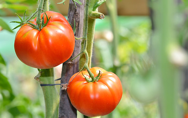 Image showing Fresh ripe tomatoes 