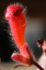 Image showing red flower