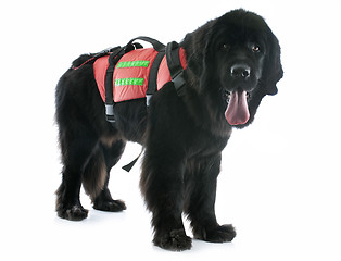 Image showing rescue newfoundland dog