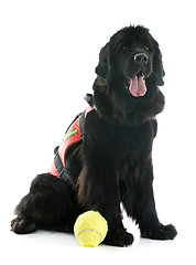 Image showing rescue newfoundland dog