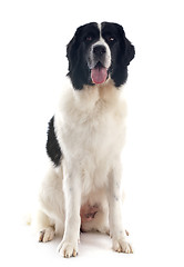 Image showing landseer dog