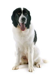 Image showing landseer dog