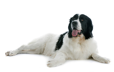 Image showing landseer dog