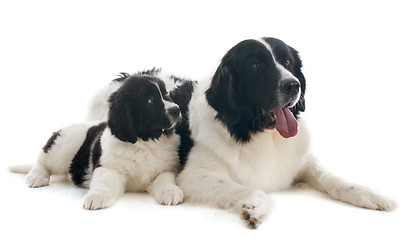 Image showing landseer dogs