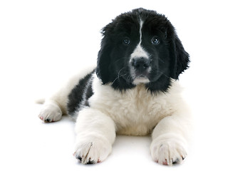 Image showing landseer puppy