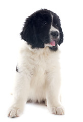 Image showing landseer puppy