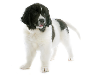 Image showing landseer puppy